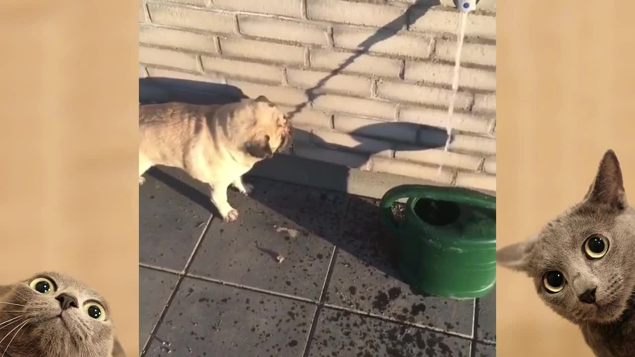 CRAFTED CATS & DOGS COMPILATION