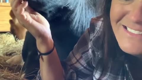 Rescued cow enjoys a good life