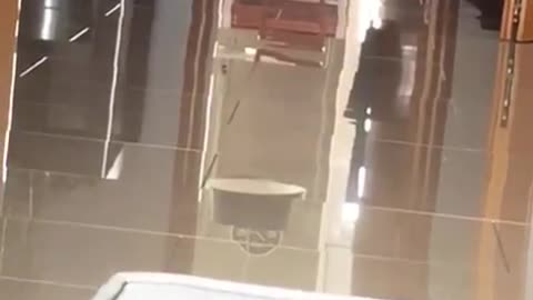 My Cat Playing Catch
