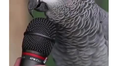 Einstein Talking Parrots Introducing To Self