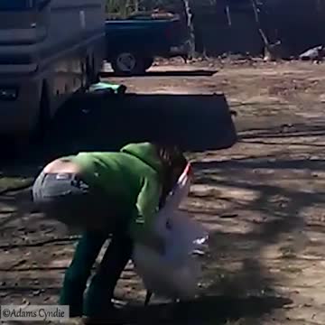 Animals' Love for their owners | Cute Animals | Making Love