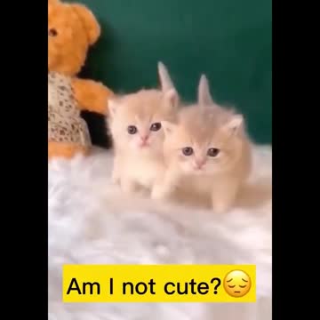 Cute Kitten Videos - Best Funny Cat Videos Ever