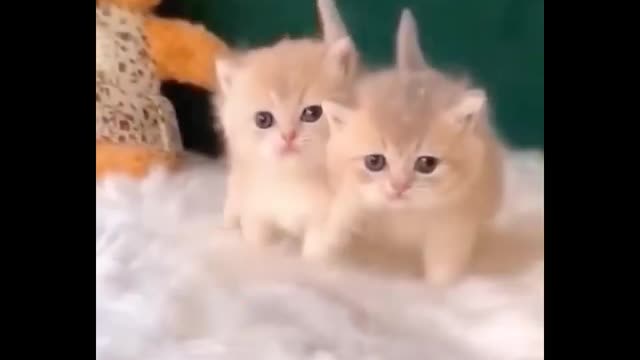 Cute Kitten Videos - Best Funny Cat Videos Ever