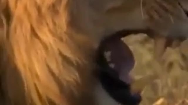Funny and cute pet.