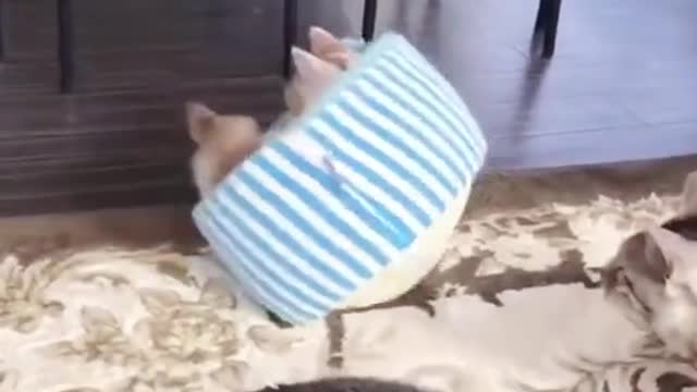 Lovely cat