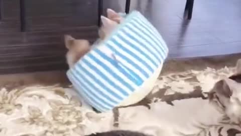Lovely cat