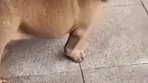 Doglion 😂