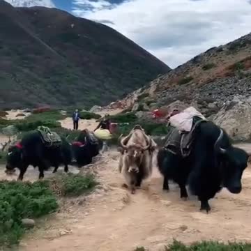 Himalayan Yak