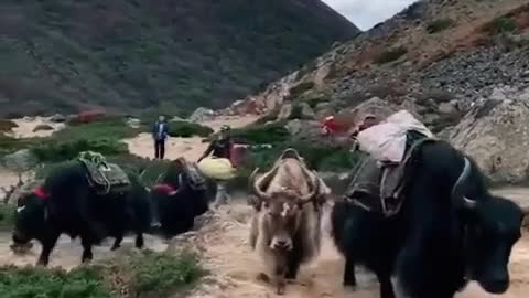 Himalayan Yak