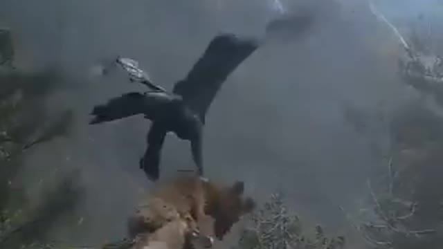 A golden eagle flies away with a fox for dinner.