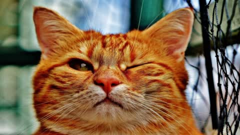 Baby Cats . Cute and Funny Cat Videos Compilation | Aww Animals