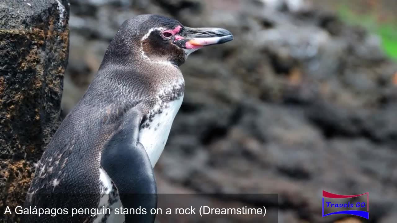 Travel Advice_ 7 best places to see penguins in the wild
