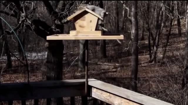 Animals Shocked Super Funny! | Laugh You Lose Challenge