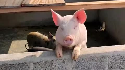Nhìn ko chịu nổi cười