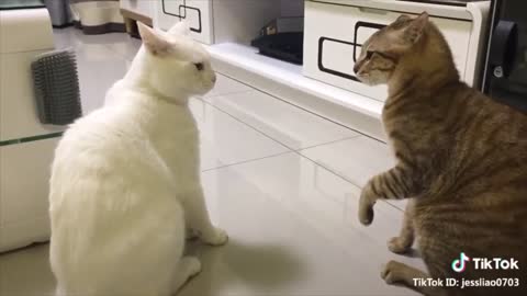 Funny Cats Talking New Video