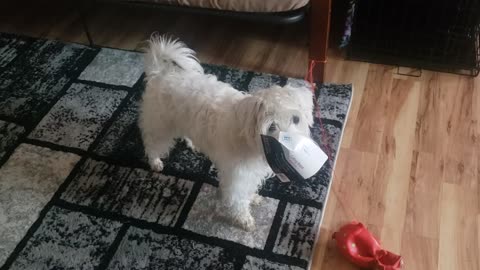 Abraham cuteness