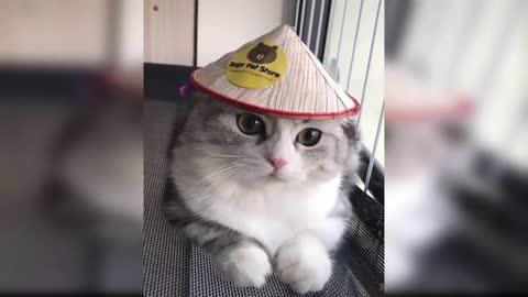 Cute & Funny Cats