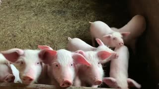 Little piggs