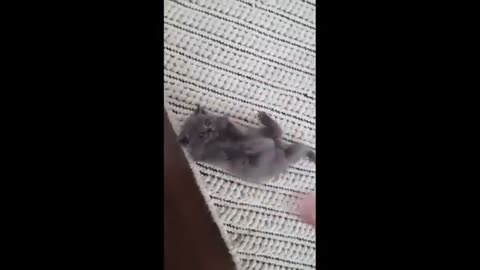 🤣Happy and funny moments with sweet animals