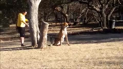 Cheetah Attacked Human