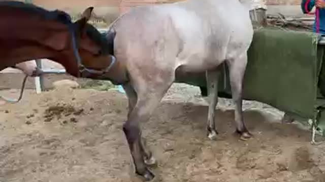 Horse meeting season short video like share subscribe