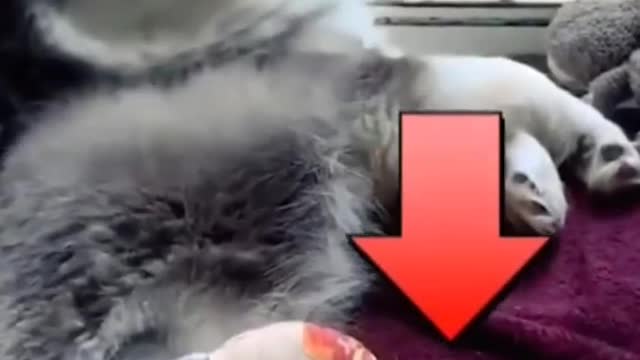 Puppy jumps out of moving car and breaks leg