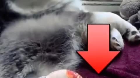 Puppy jumps out of moving car and breaks leg