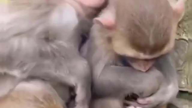 Monkey on the monkey after what happened????😁😁😁😁
