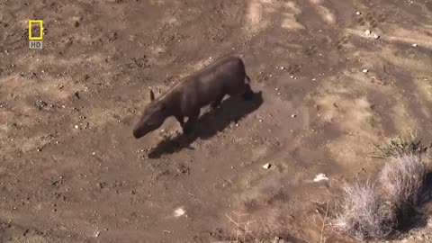 National geographic Documentary - Prehistoric predators - Wildlife Animals