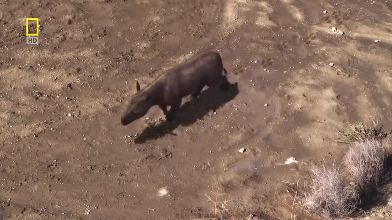 National geographic Documentary - Prehistoric predators - Wildlife Animals