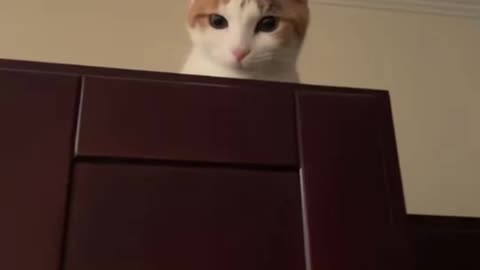 My cat poses for the camera 😫