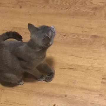 Momma cat and kittens