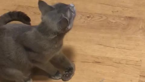 Momma cat and kittens