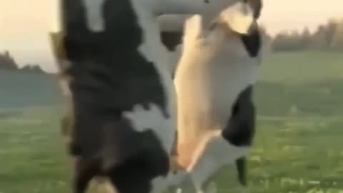 Great cow dance Cow 🐄 dance