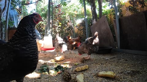 Backyard Chickens Sounds Noises Hens Clucking Roosters Crowing!