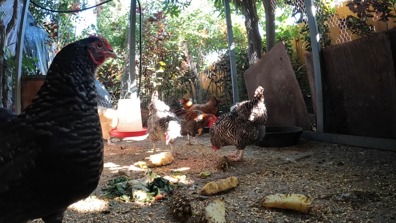 Backyard Chickens Sounds Noises Hens Clucking Roosters Crowing!