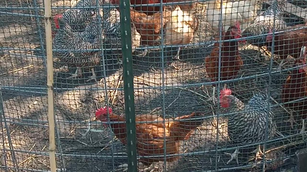 Bad Chickens!!! Harvesting Wild Honey Mushrooms
