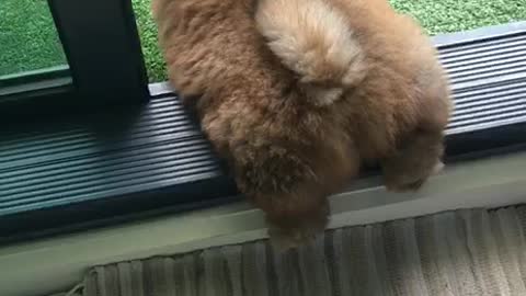 Short Leg Struggles
