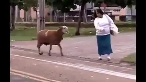 Grumpy Billy Goat Terrorizes Town
