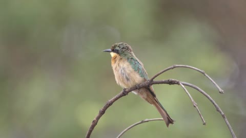 Bird in a forest park - With great music