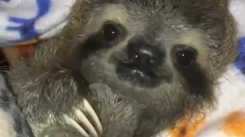 what animal is this