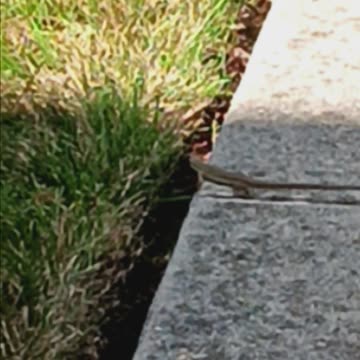 Italian wall lizard.