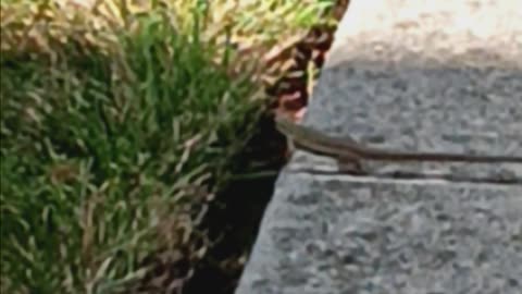 Italian wall lizard.