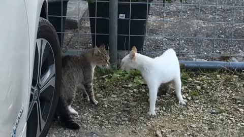 Crezy cat v/s Cat fight. funny cat kid videos