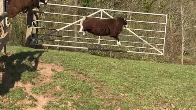 wildanimalsdoingthings - (ig jessieascooke) #fyp #sheep #WhatWouldHarleyDo