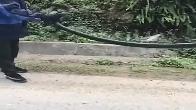 Catch cobra-Part III