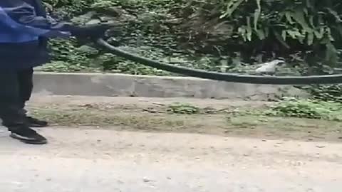 Catch cobra-Part III