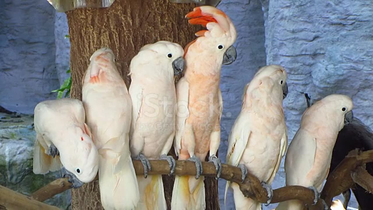 Birds singing