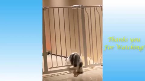 Cute cat videos funny Vol. 23