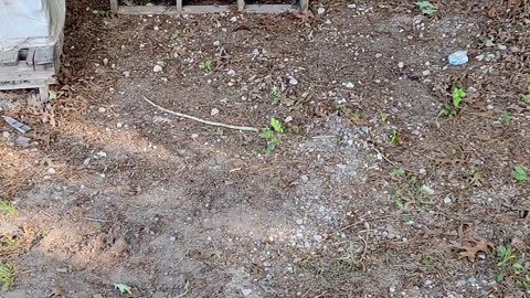 Chipmunk friend